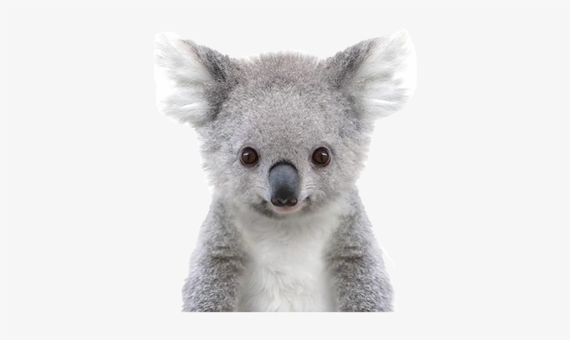 Crown Prints Baby Animal, transparent png download