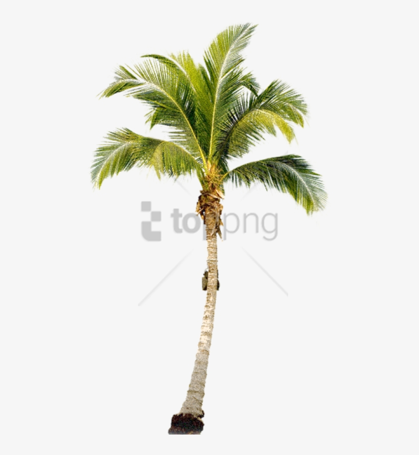 Free Png Download Palm Tree Transparent Png Images - Transparent Palm Tree Png, transparent png download