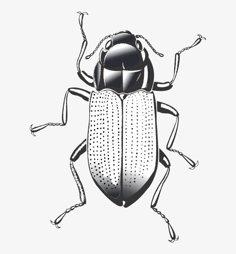 This Png File Is About Pest , Insect , Bug , Cockroach - Dung Beetle, transparent png download