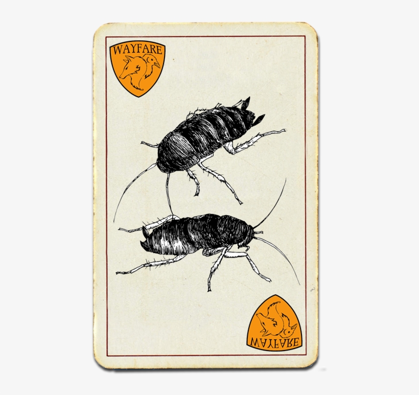 Oriental Cockroach - Madagascar Hissing Cockroach, transparent png download