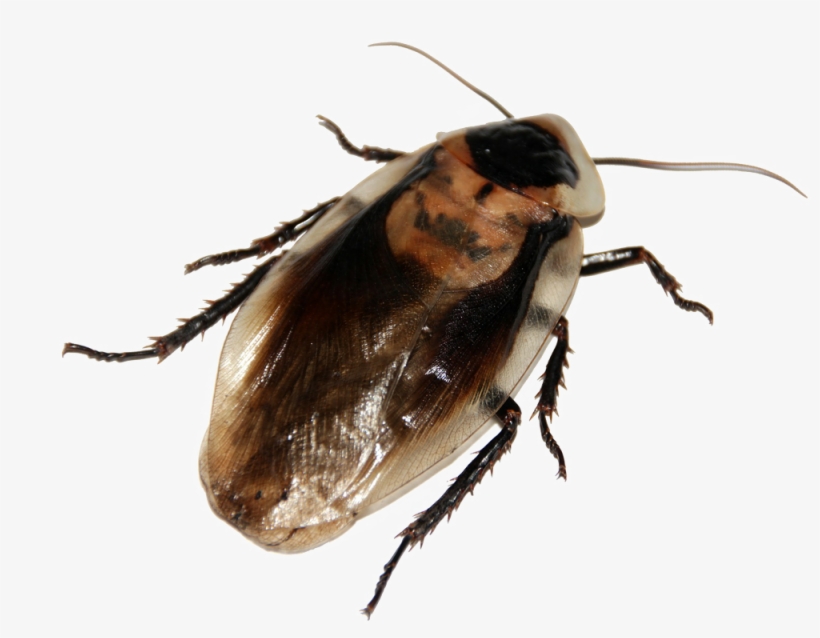 Lance Exterminating Handles Cockroaches - Hoe Ziet Kakkerlak Eruit, transparent png download