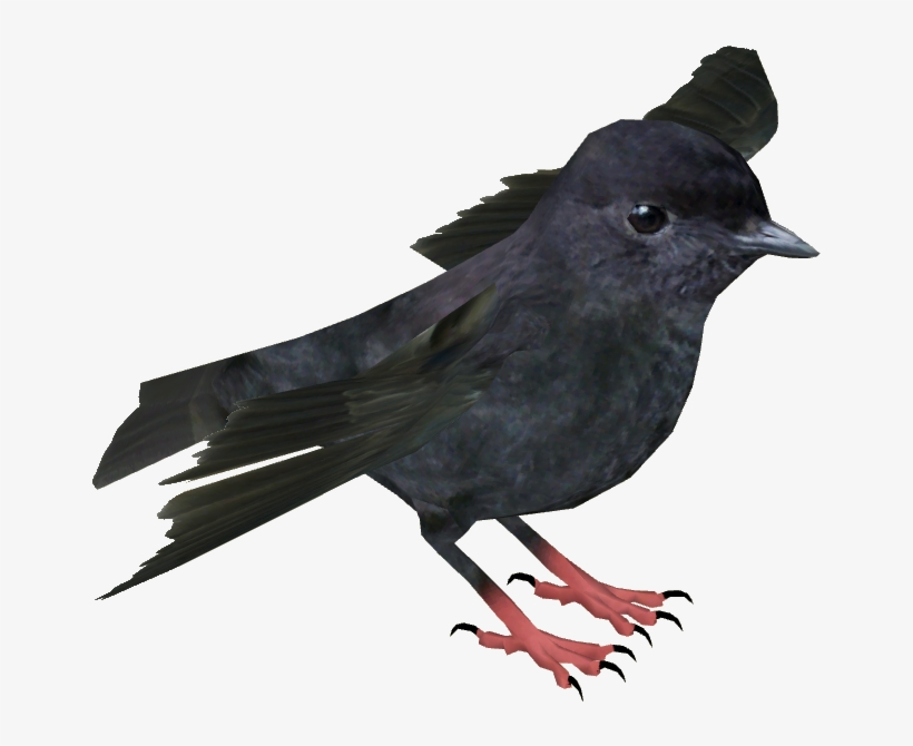 Chatham Island Black Robin - American Crow, transparent png download
