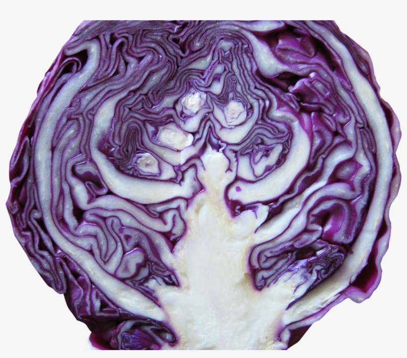 Red Cabbage Png Image - Red Cabbage PNG Image | Transparent PNG Free