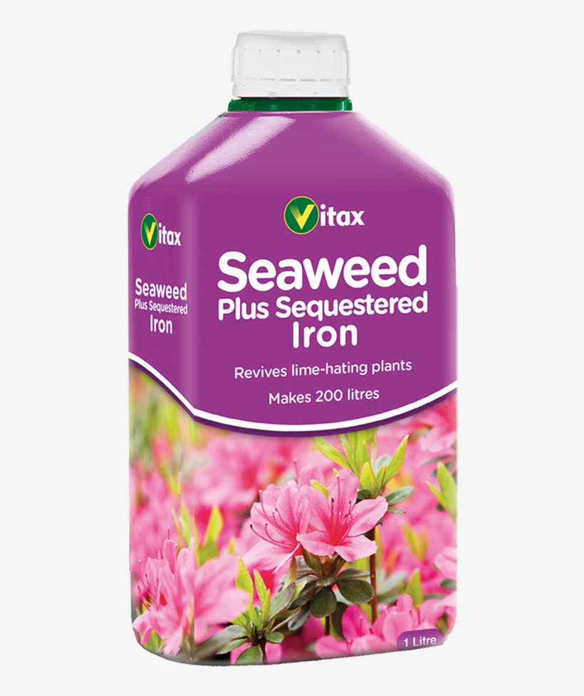 More Views - Seaweed With Sequestered Iron, transparent png download