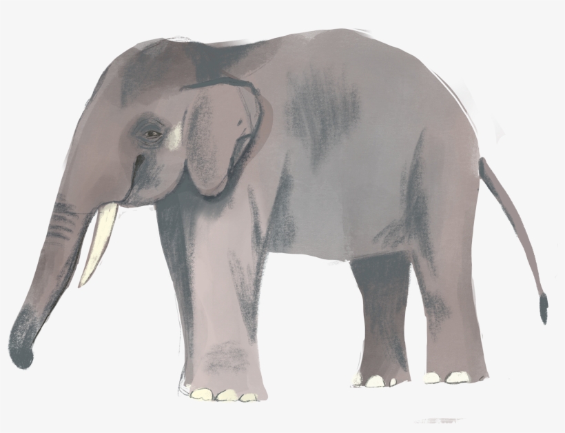Thanks For Watching - Indian Elephant, transparent png download