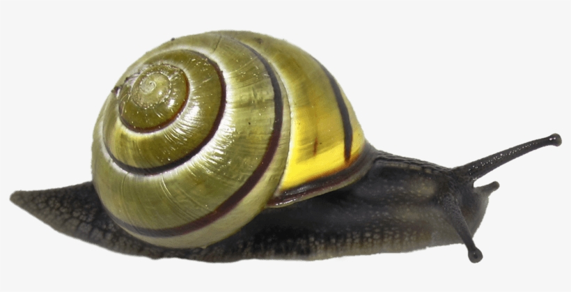 Animals - Snails - Green Snail Transparent, transparent png download