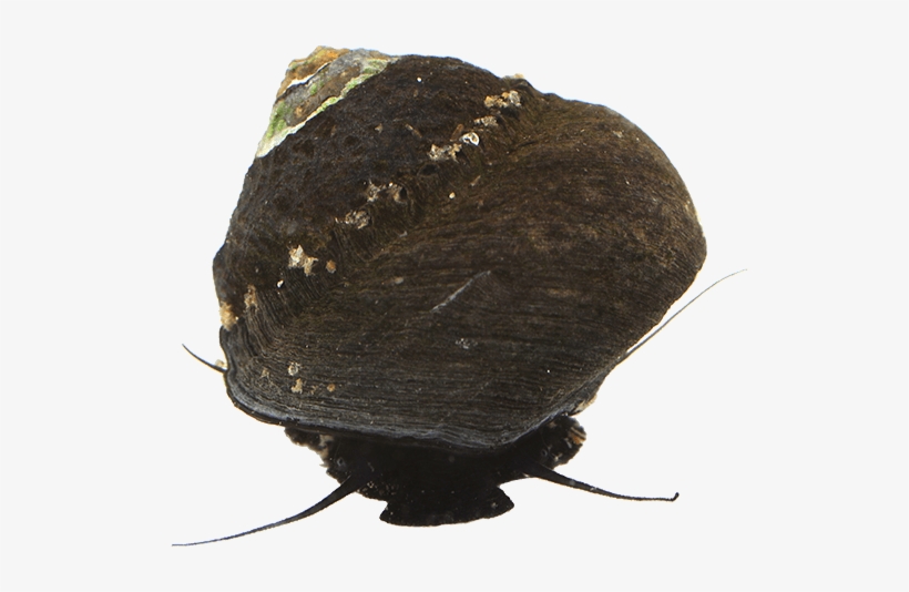 Rock Snail - Brush-footed Butterfly, transparent png download