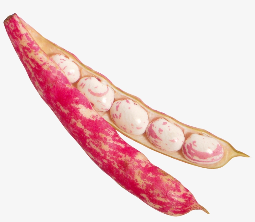 Download Beans Png Image - Bean, transparent png download