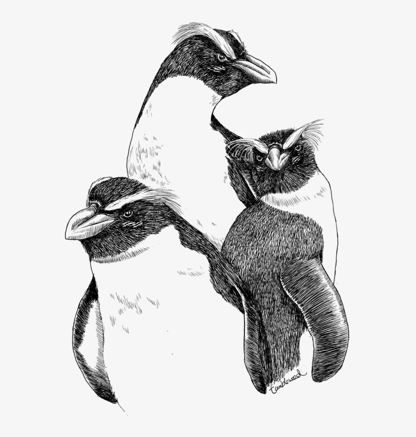 Fiordland Crested Penguin/tawaki - Sketch, transparent png download