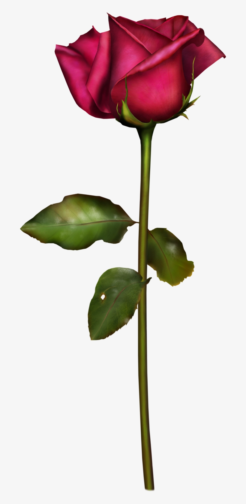 Rosas Png, Scrap Rosas - Descripcion De Una Rosa, transparent png download