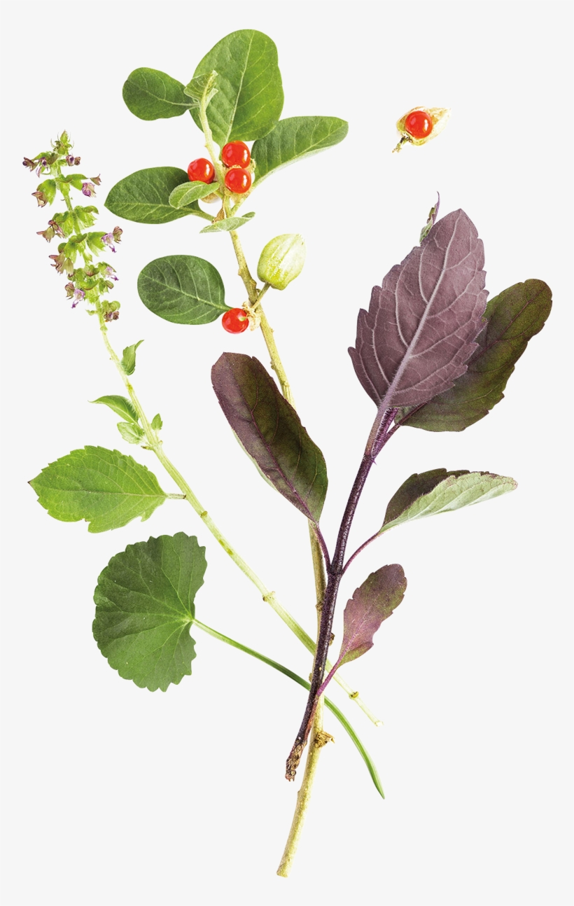 Already Love Ashwagandha Discover Its Partner, Stresscare - Himalaya Stress Care, transparent png download