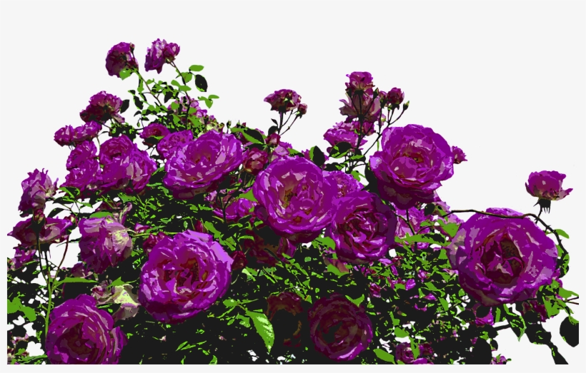 Painted Purple Roses - Purple Rose Bush Transparent, transparent png download