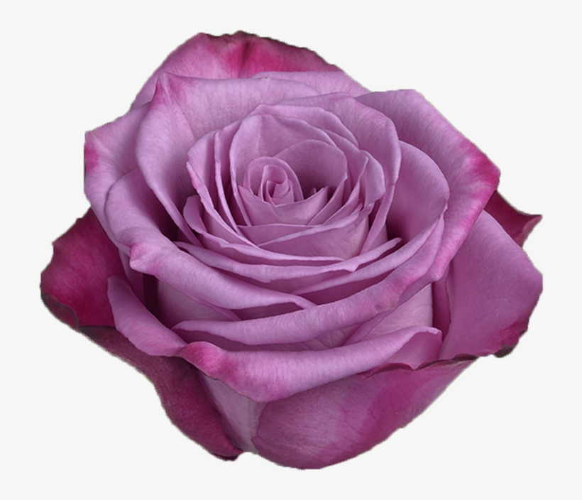 Multicolor Purple Rose - Фиолетовые Розы, transparent png download