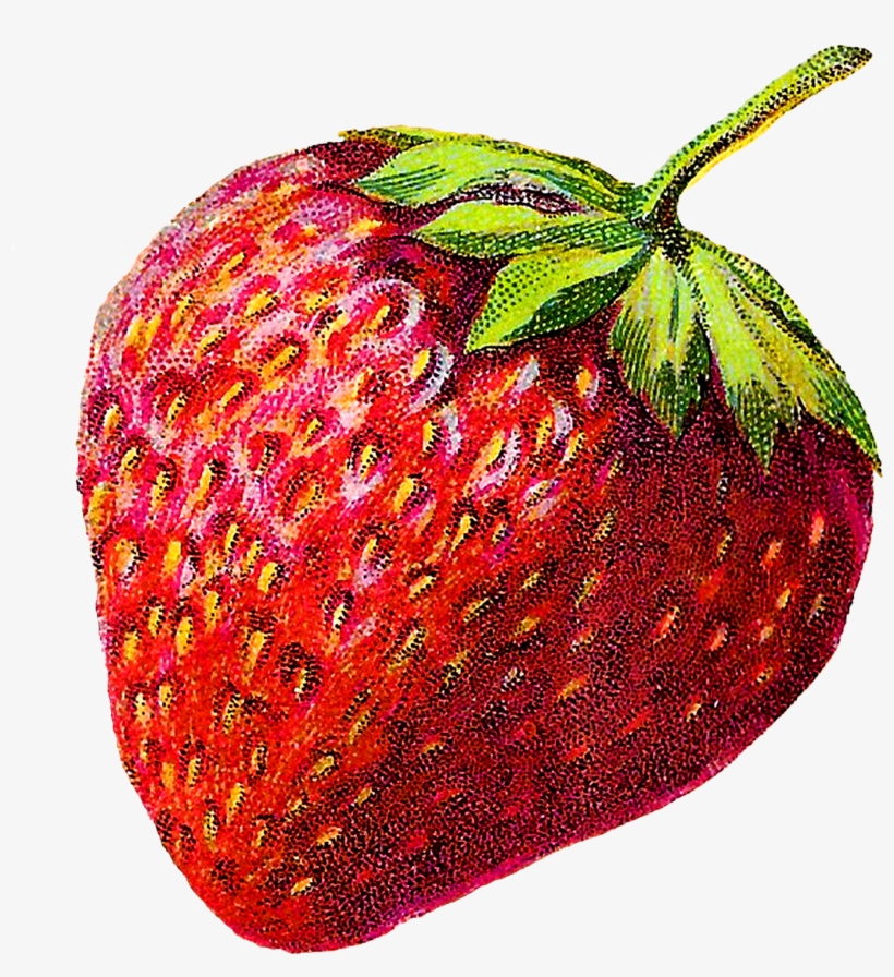 Strawberry Png Image - Strawberry Illustration Vintage, transparent png download
