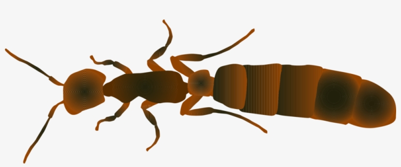Queen Ant - Carpenter Ant, transparent png download