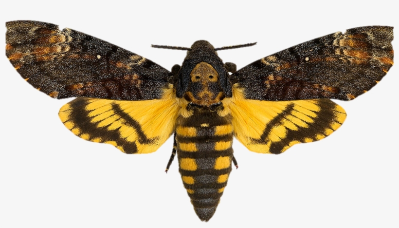 Moth - Acherontia Atropos Tattoo, transparent png download