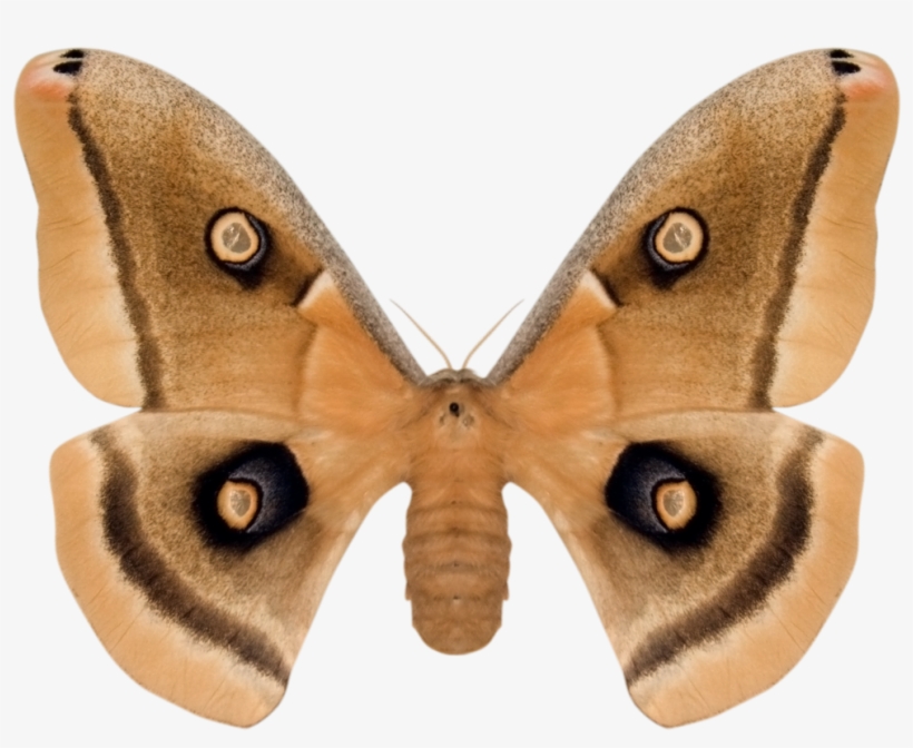 Prev / Next, transparent png download