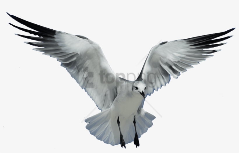 Free Png Download Seagull Transparent Png Images Background - Seagull Transparent Background Png, transparent png download
