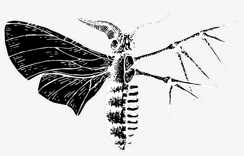 Cover - - Net-winged Insects, transparent png download