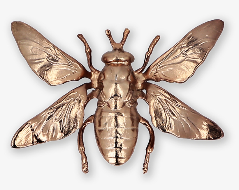Moth Gold-plated Brooch Ss19 Collection, Pal Zileri - Net-winged Insects, transparent png download