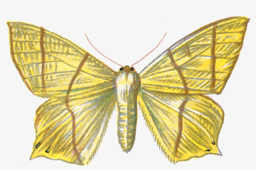 Png - Moth, transparent png download