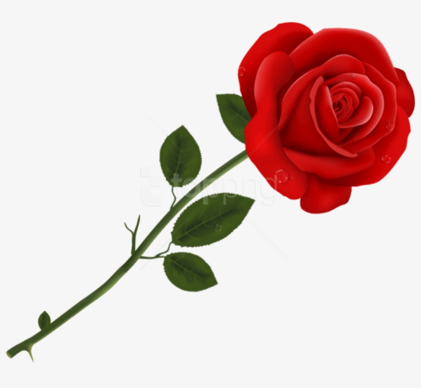 Free Png Download Red Rose Transparent Png Images Background Rose Clipart Transparent Background Png Image Transparent Png Free Download On Seekpng