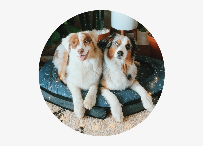 “it's Like Having A Suitcase And A Dog Bed In One ” - Australian Shepherd, transparent png download