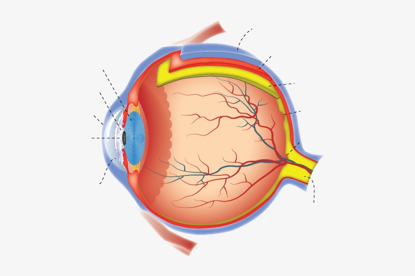 Diagram, transparent png download