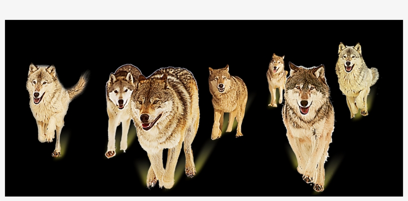 Czechoslovakian Wolfdog, transparent png download