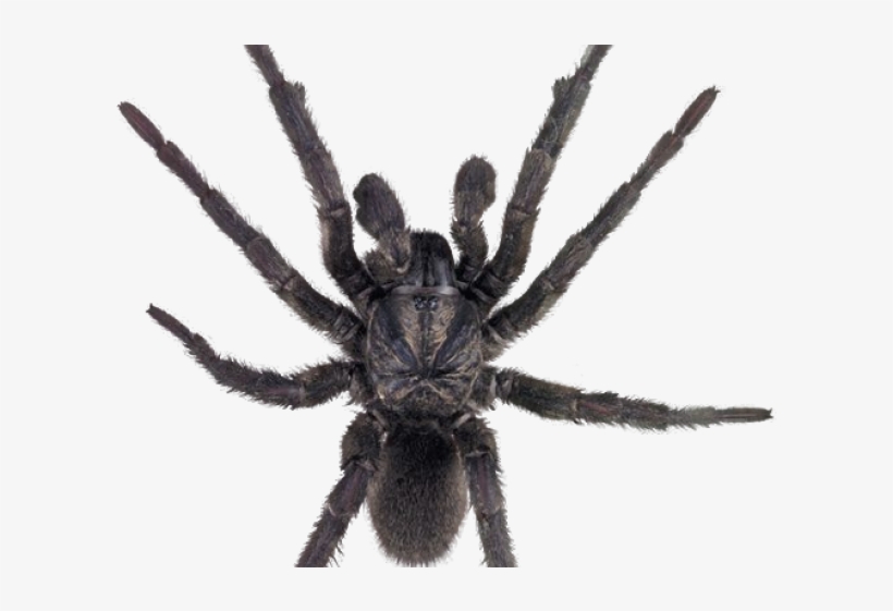 Spider Png Transparent Images - Funnel Web Spider Png, transparent png download