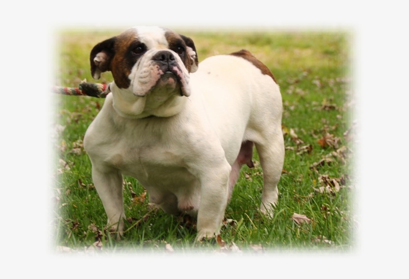 Olde English Bulldogge, transparent png download