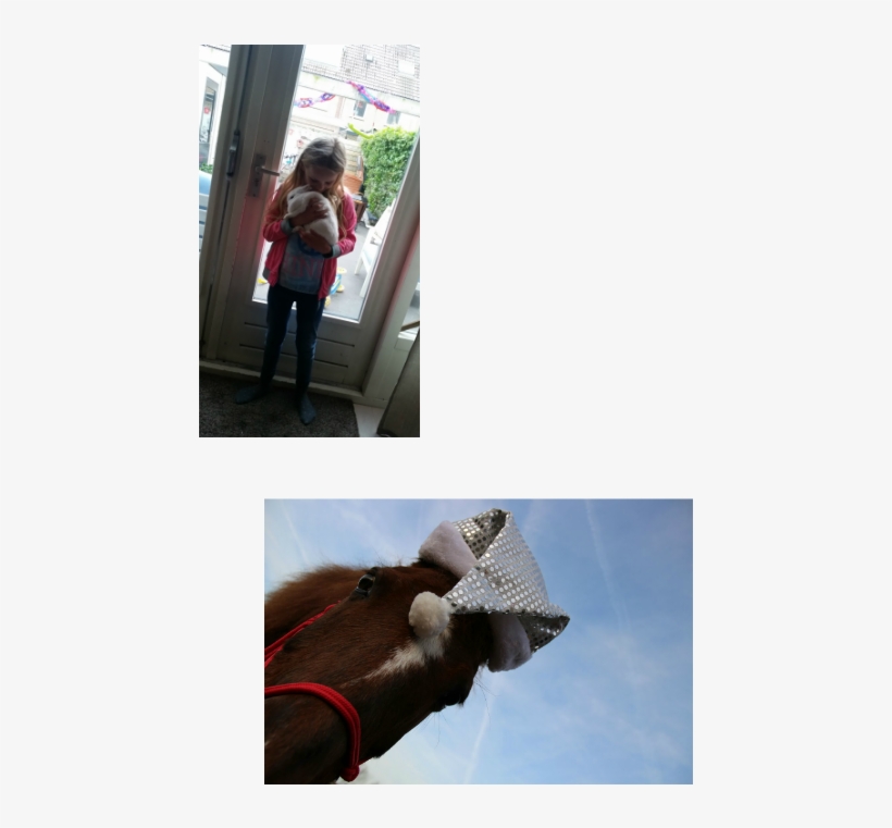 Explore These Ideas And Much More - Ribbon Seal, transparent png download