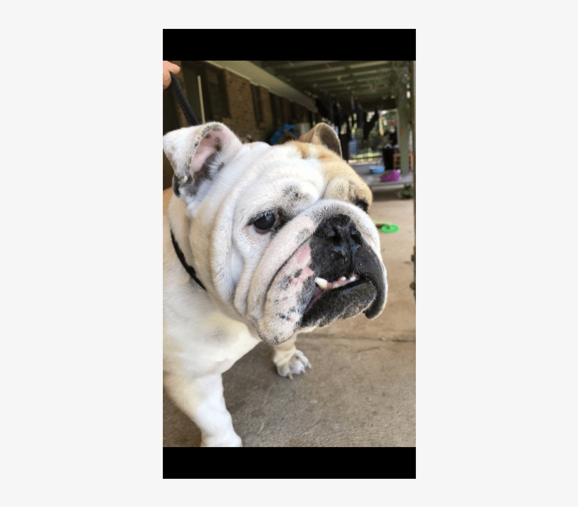 Donate To Petrescue - Olde English Bulldogge, transparent png download