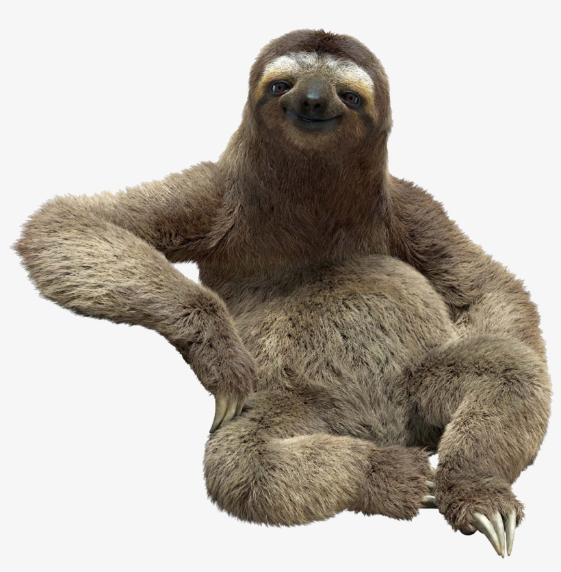 Sloth Png - Sloth With White Background, transparent png download