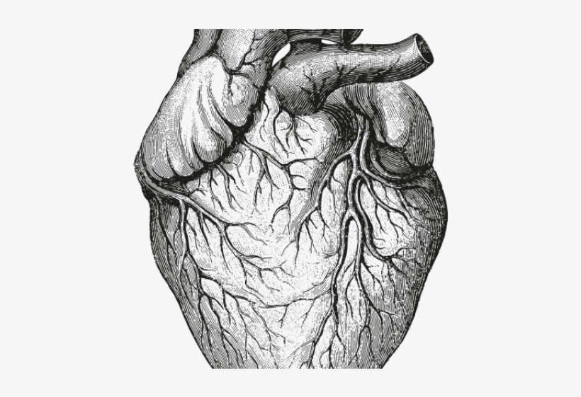 Drawn Hearts Organ - Black And White Human Heart, transparent png download