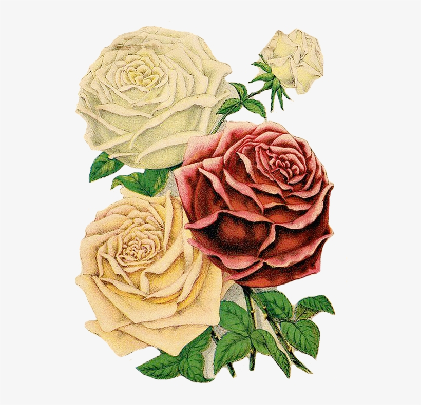 Red Rose Clipart Rose Floral - Old British Seed Catalog, transparent png download