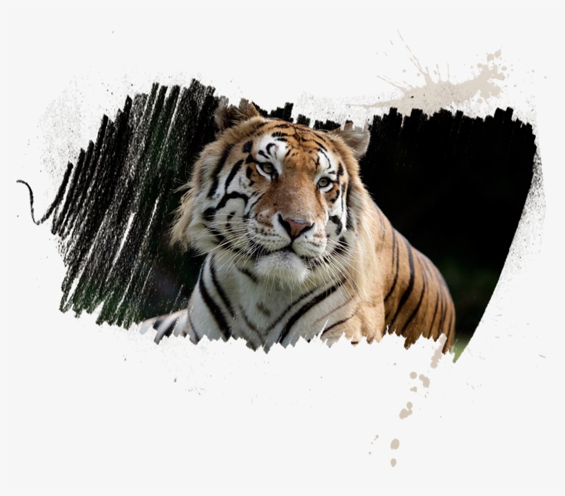 Experience T - I - G - E - R - S - - Siberian Tiger, transparent png download