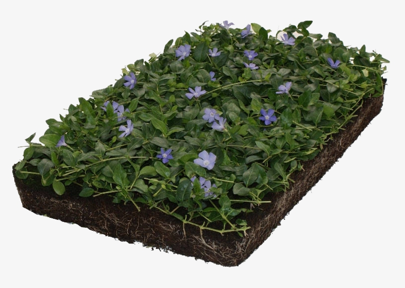 The Covergreen® Ground Covers - Planten Mat Kopen, transparent png download