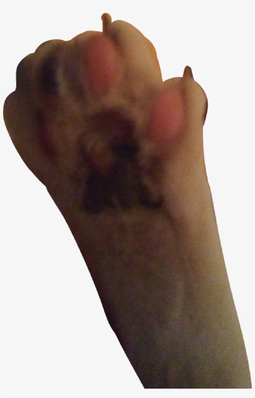 #tabby #cat #kitty #toes #claws #paw Pads #paws # - Habanero Chili, transparent png download