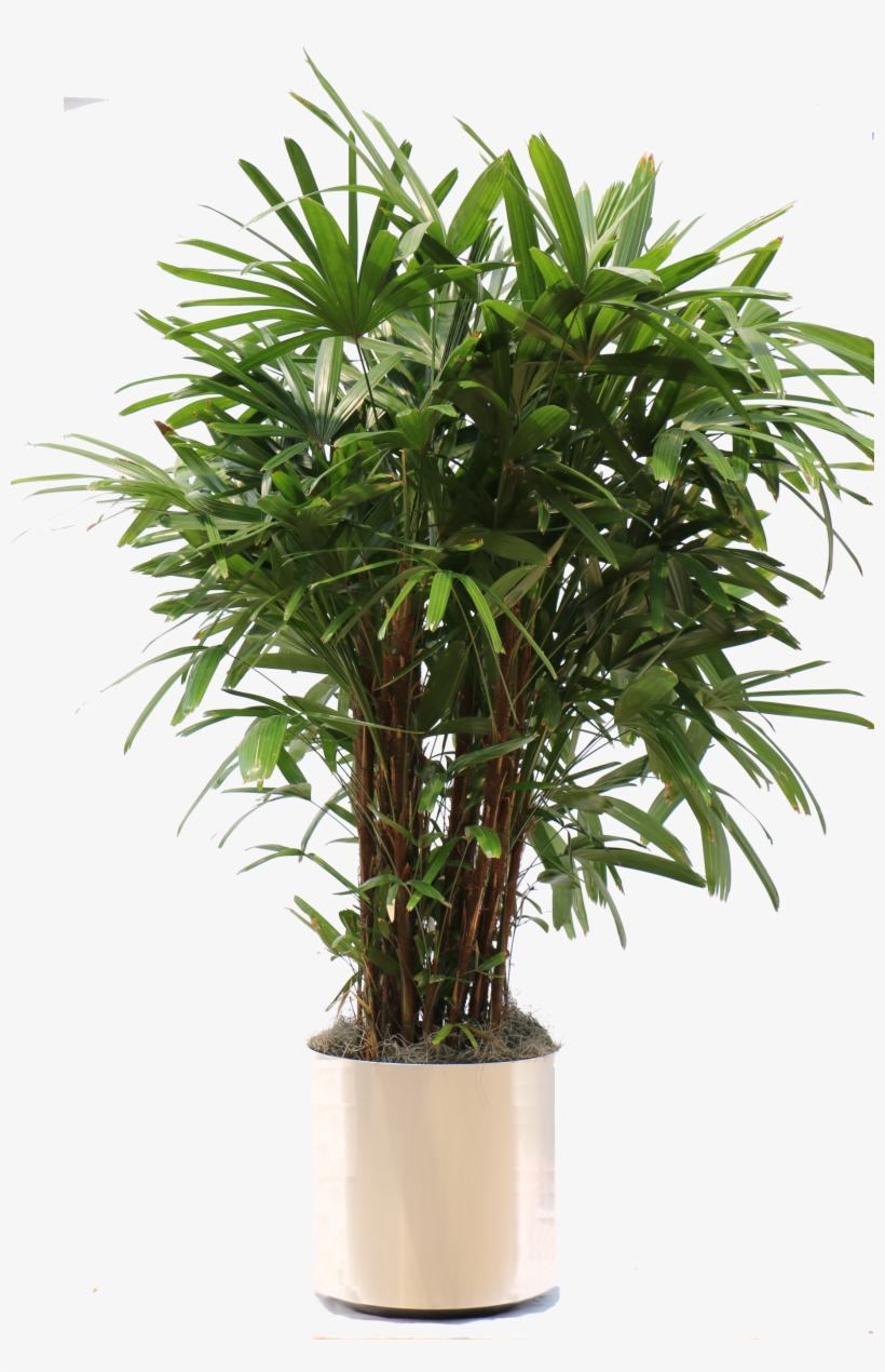 Overview Of The Many Plants We Can Bring To Your Office - Palm Houseplant Png, transparent png download