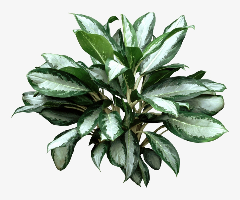 Silver Bay Plant - Bay Laurel, transparent png download