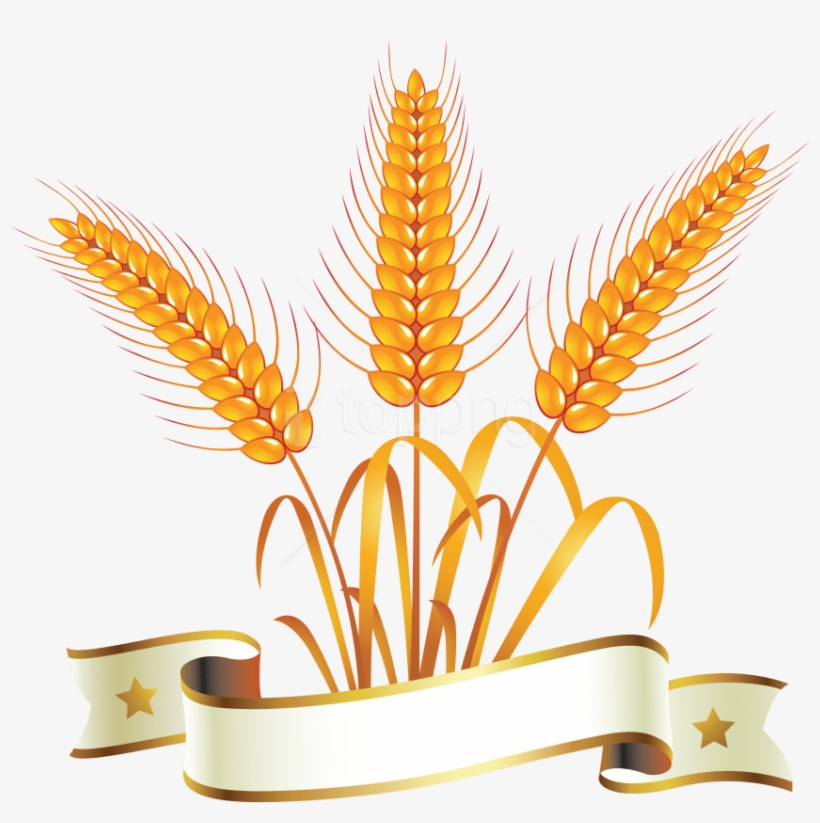 Download Wheat Png Images Background - Food Png Clipart Wheat, transparent png download