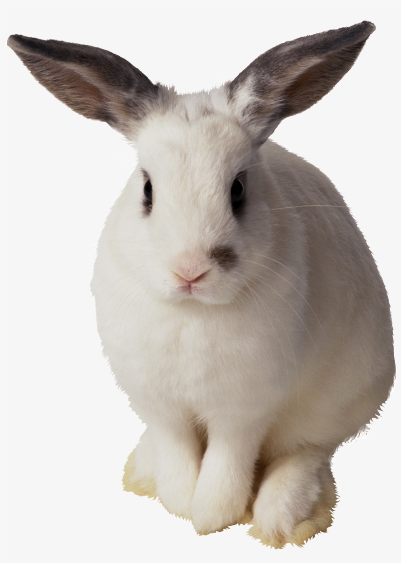Imagens Png Coelhos Da Pascoa - Transparent Background Rabbit Transparent, transparent png download