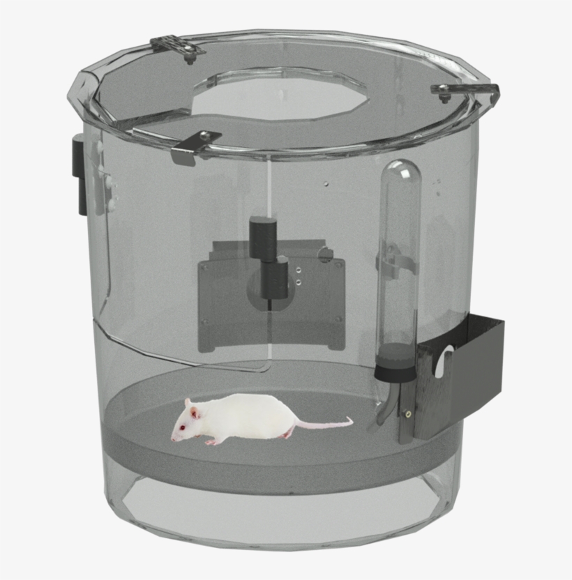 Rat, transparent png download