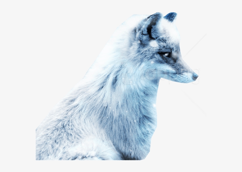 Download Arctic Snow Fox Png Images Background - Snow Fox Cute, transparent png download