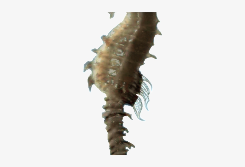 Seahorse Png Transparent Images - Caballo De Mar Fondo Transparente, transparent png download