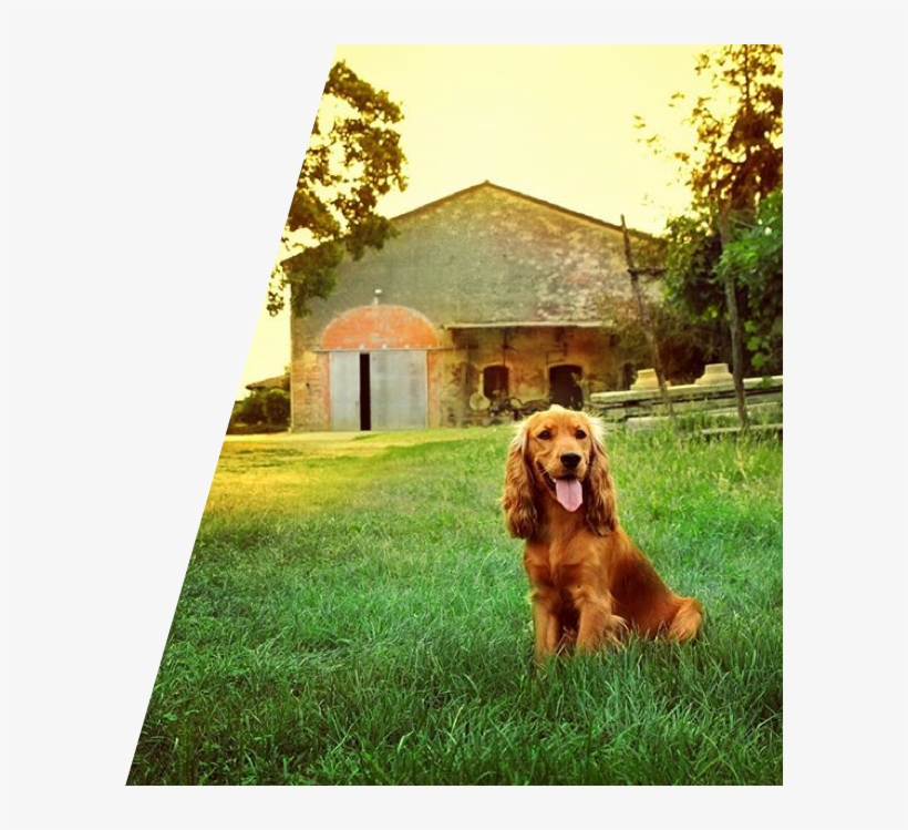 Watch Video - Cocker Spaniel, transparent png download