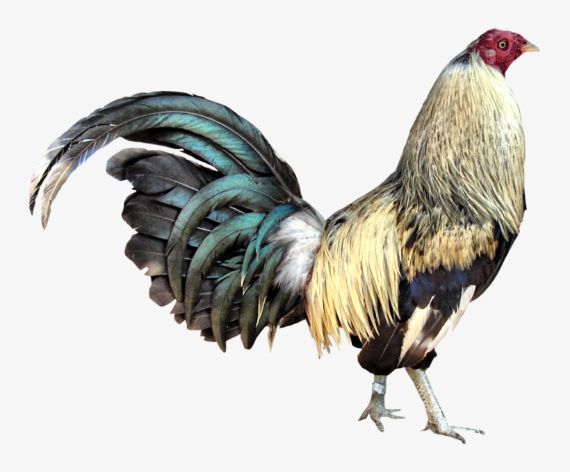 Gamecock - Game Cock Png, transparent png download