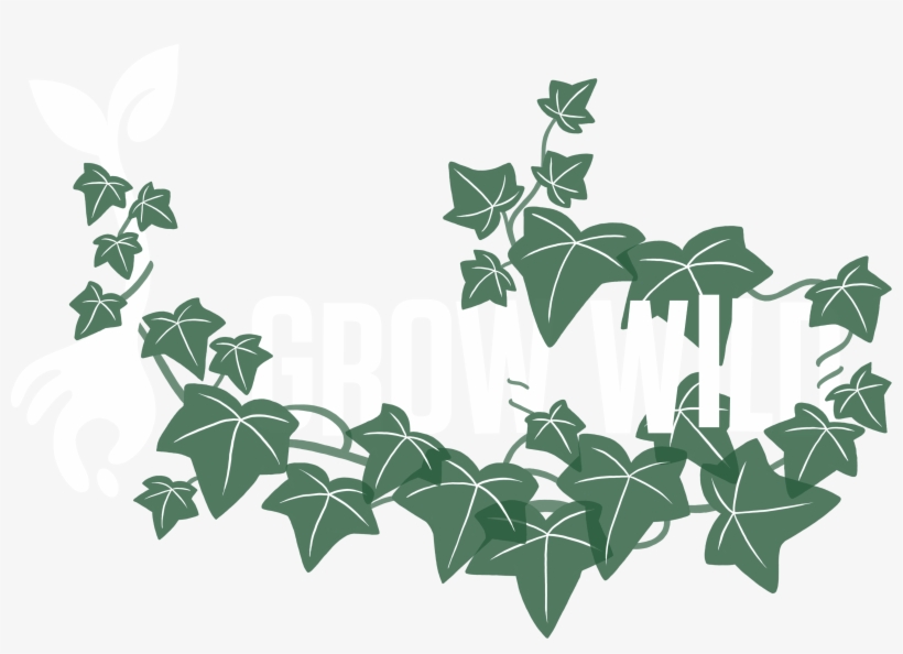 Grow Wild - Ivy, transparent png download