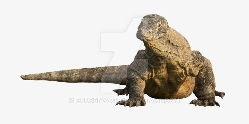 Download Lizard Png Transparent Images Transparent - Green Iguana, transparent png download